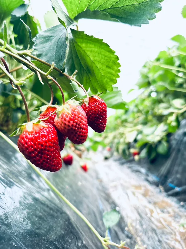 完熟いちご 紅ほっぺ