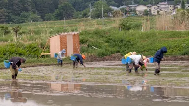 2025年5月24日の田植え