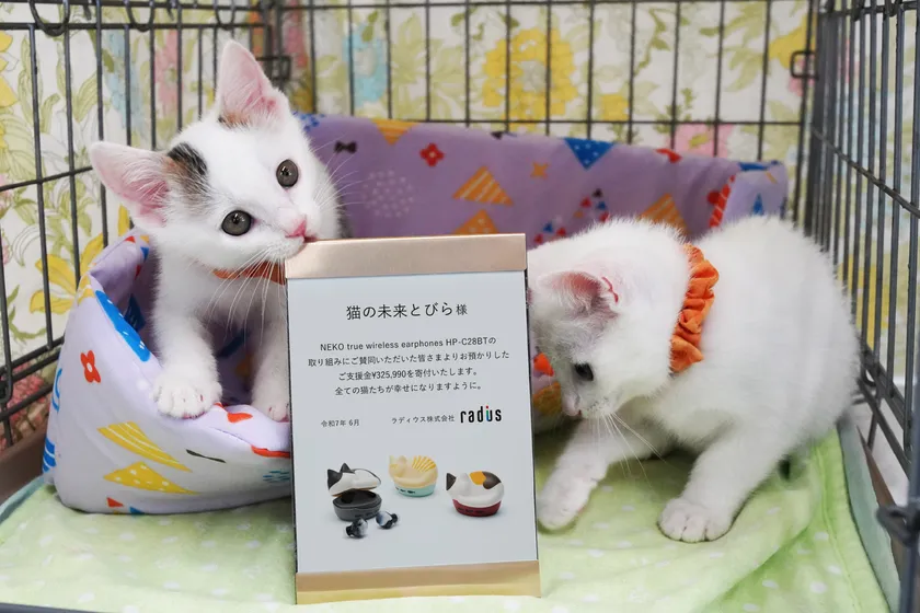 HP-C28BT_元気な子猫兄弟