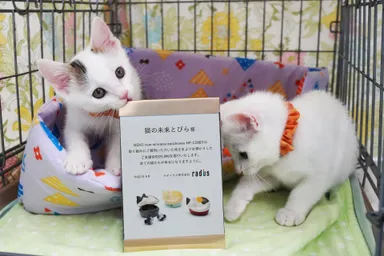 HP-C28BT_元気な子猫兄弟