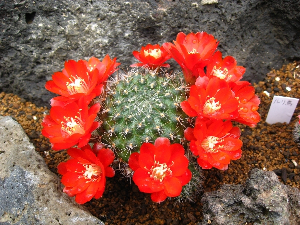 第2回 伊豆高原 サボテンの花まつり を4月1日 5月31日に開催 春から初夏にかけて100種類1 000点のサボテンの花が開花 株式会社サボテン パークアンドリゾートのプレスリリース