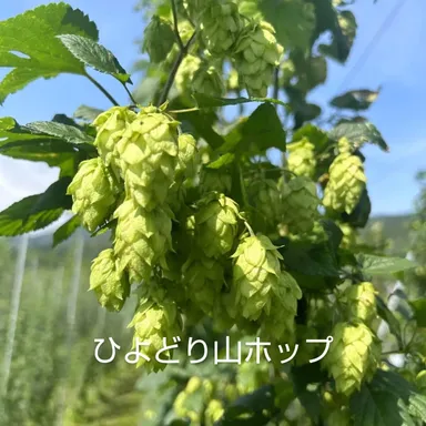 ひよどり山ホップ