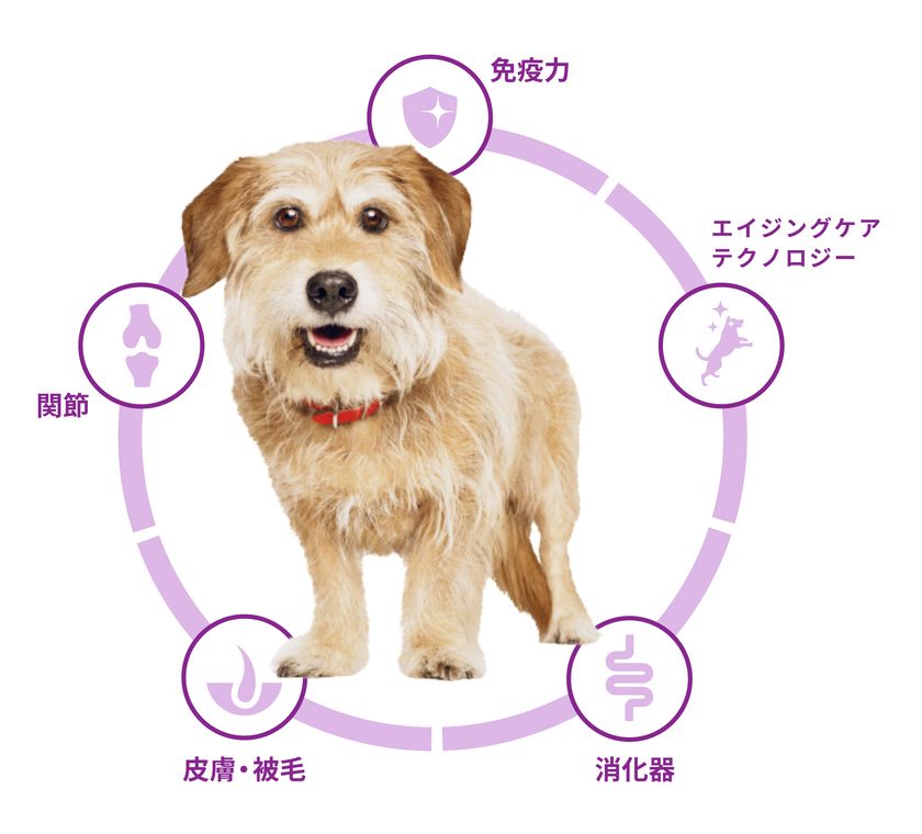 マルチケア