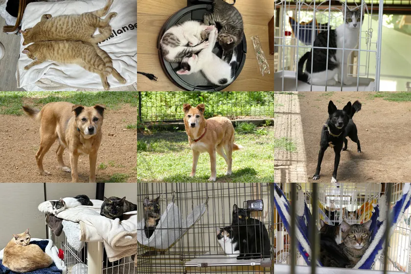 施設にいる犬猫たち