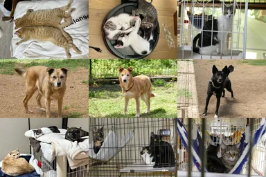 施設にいる犬猫たち