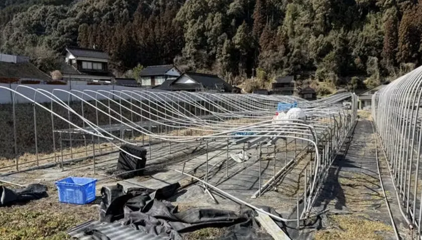 大雪により全壊した育苗パイプハウス30m×2棟