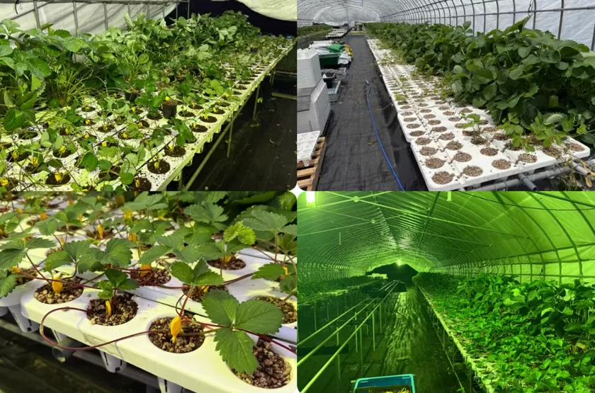 9月下旬にいちごハウスに植え替えて12月から新たに収穫がスタート