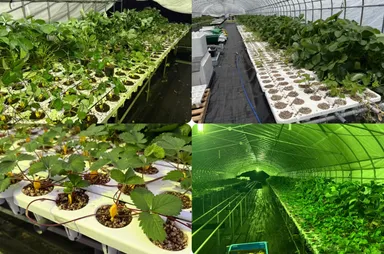 9月下旬にいちごハウスに植え替えて12月から新たに収穫がスタート