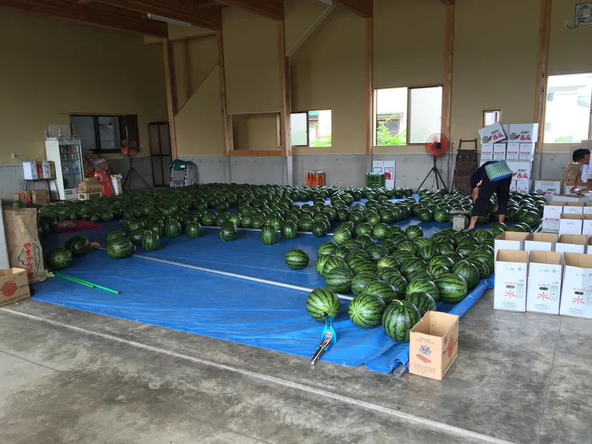 ずっしりと重くて甘いスイカが並ぶ出荷風景