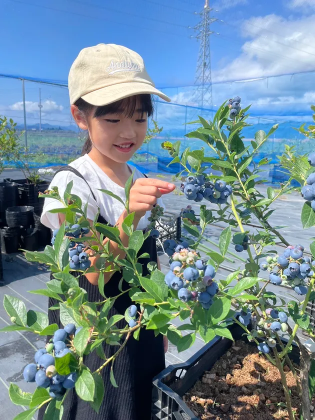 魚沼市 マリーズファームのブルーベリー狩り(3)