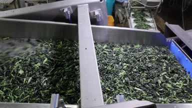 TOMRA 5C_IQFほうれん草