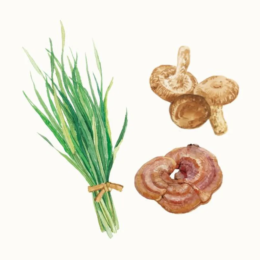 厳選素材1(大麦若葉・キノコ抽出物)