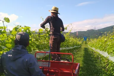 サンサンワイナリー圃場作業