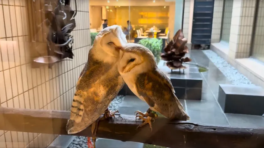 名前はふくろう小屋に掲示します