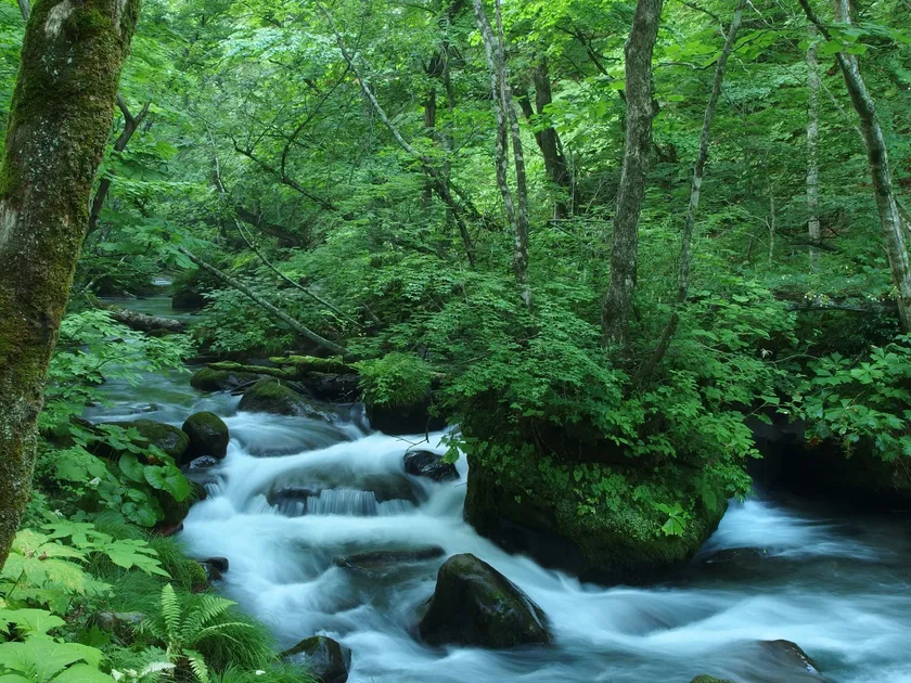 早朝の奥入瀬渓流