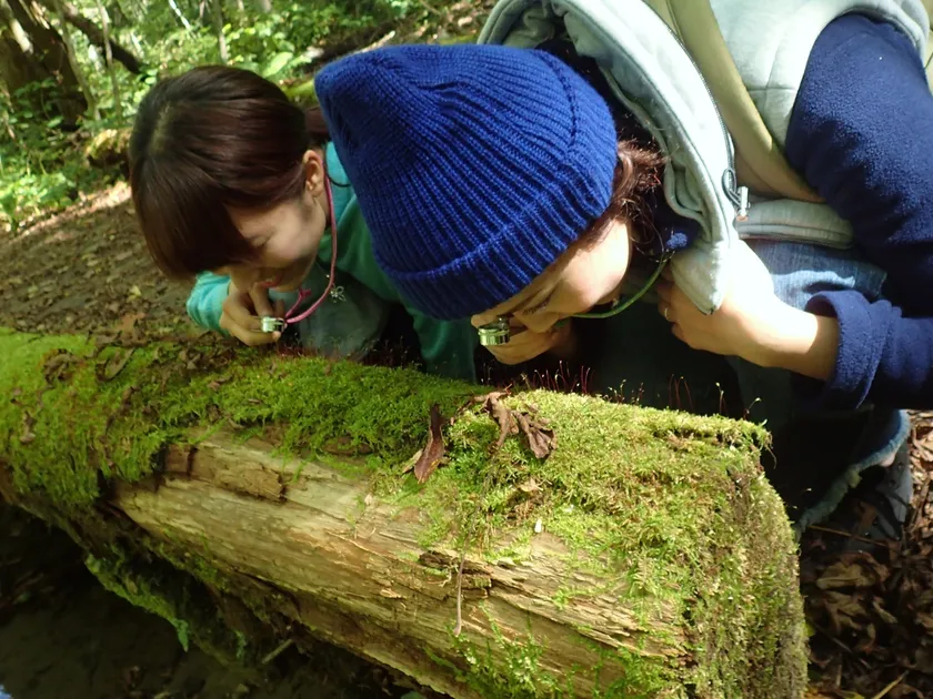 奥入瀬渓流の大きな自然を構成する、小さな自然を観賞