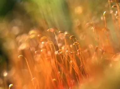 ミクロの世界：コケの胞子体