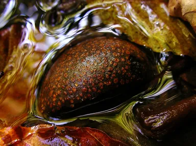 芸術的なトチの実