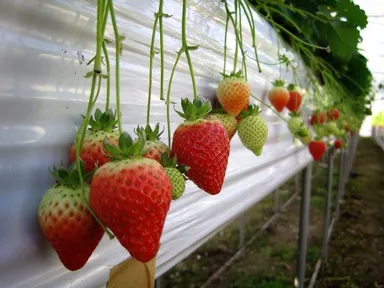 ゆめのかいちご