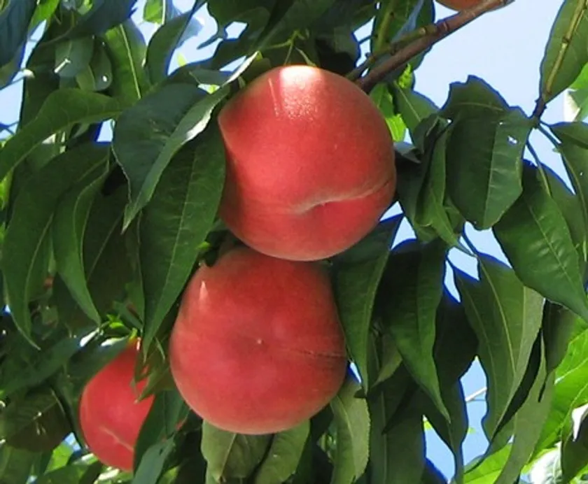 「あかつき」 生育が良好だった今年は、例年以上に甘い桃が収穫されている