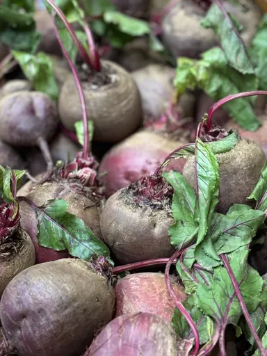 自家栽培ビーツ