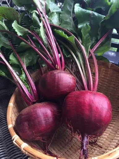 獲れたてビーツ
