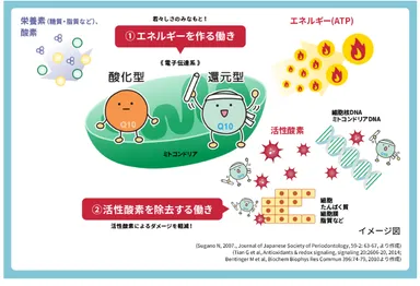 疲労感の軽減を促す還元型コエンザイムQ10