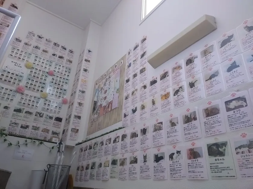 もんにゃかを卒業した猫たち