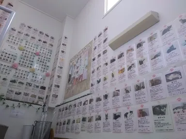 もんにゃかを卒業した猫たち