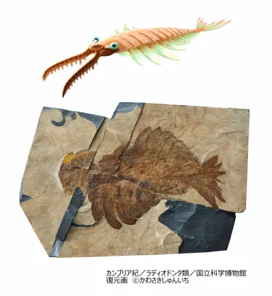 アノマロカリス_アノマロカリス復元画