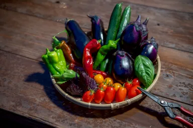収穫できる夏の京野菜