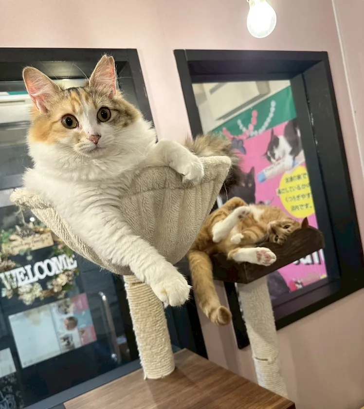 くつろぐ猫たち