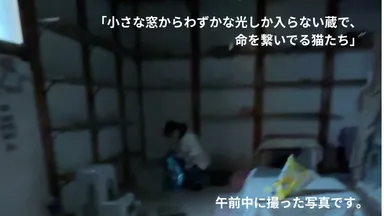 光なき蔵で生きる猫たち