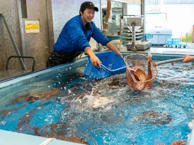なんと水槽から真鯛をすくう！福引会