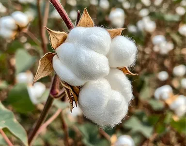 天然コットン配合シート