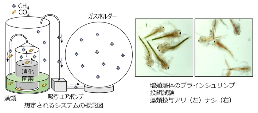 想定される資源循環システム(左)と生成された藻類バイオマスをブラインシュリンプに与えた飼料利用試験(右)