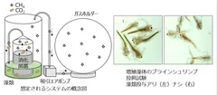 想定される資源循環システム(左)と生成された藻類バイオマスをブラインシュリンプに与えた飼料利用試験(右)