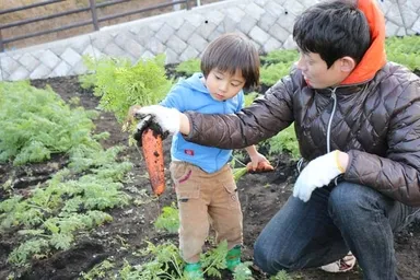 根もの野菜収穫