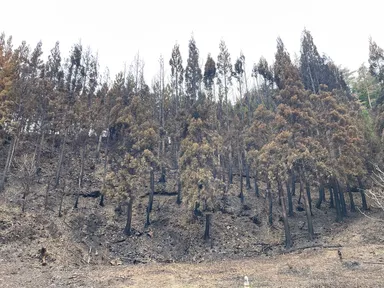 大船渡山火事鎮火後