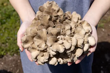 七つ森ふもと舞茸商品イメージ