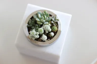 多肉植物を寄せ植えした俯瞰写真