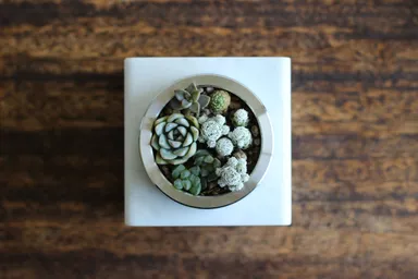 多肉植物を寄せ植えした真上からの写真