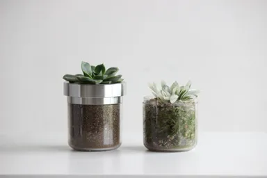 苔の生え具合の差比較写真