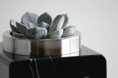 エケベリアを植えたアップの写真