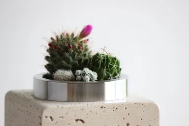 サボテンを寄せ植えしたアップの写真