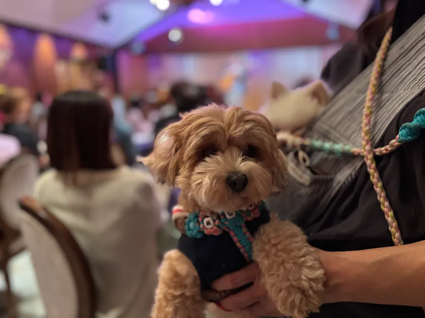 音楽を楽しむわんこ