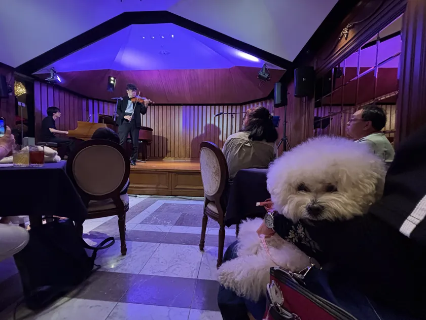 音楽を楽しむわんこ