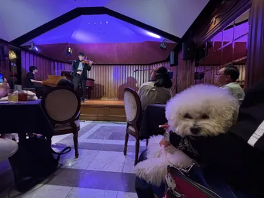 音楽を楽しむわんこ