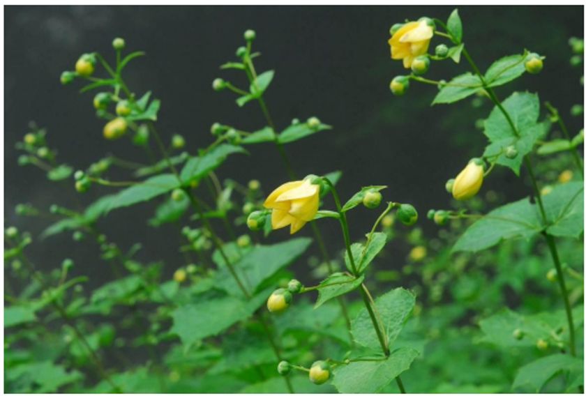 六甲高山植物園
約3,000株の大群落 キレンゲショウマ見頃