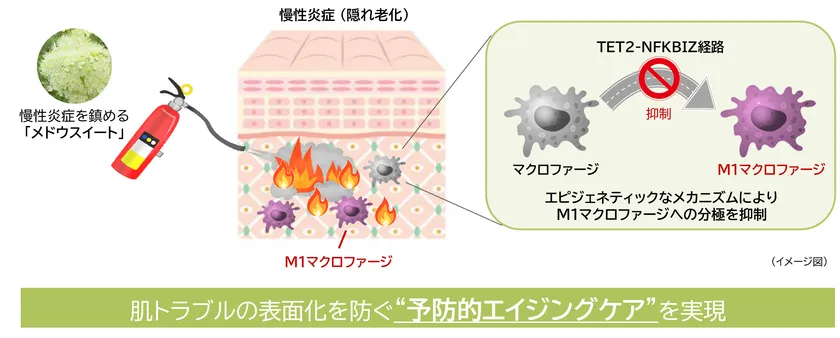 研究成果の概要